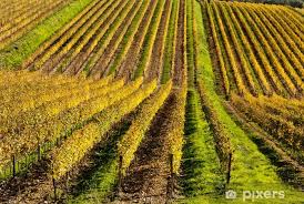 Variazioni colturali particelle catastali 2019