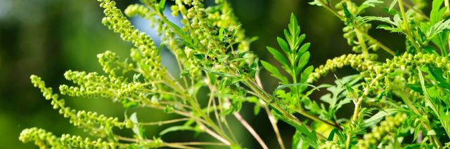 Misure per combattere la diffusione dell'Ambrosia