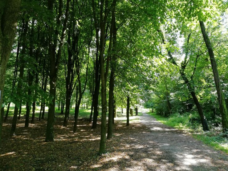 Un nuovo bosco alla Roggia di San Martino